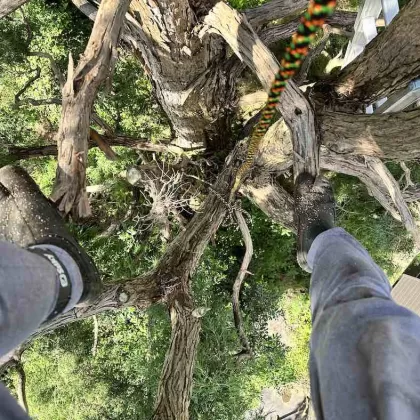 ツリークライミングによる高木剪定工事 7 茅ヶ崎市の高木剪定作業の施行中風景、ツリークライミングの技術と適切なギアの使い方により、まともに足場が無い高所でも安全に剪定作業している様子