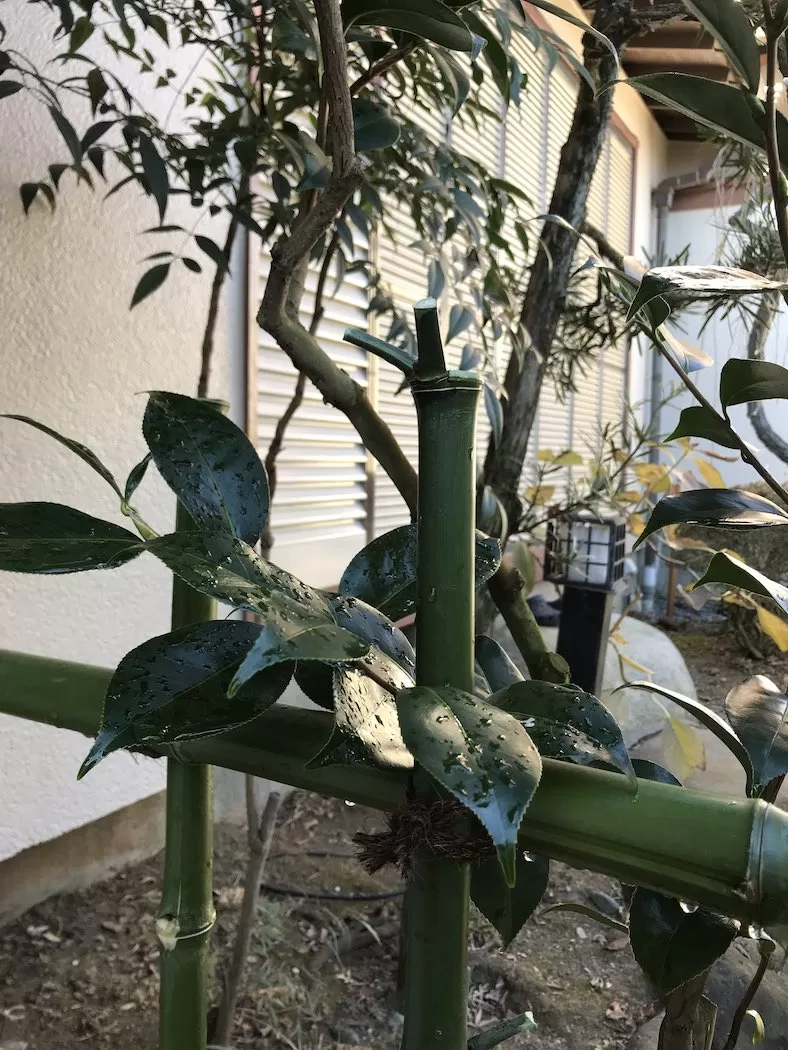 露地(茶庭)の四目垣と庭木戸の交換 3 IMG 35921