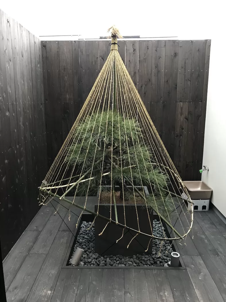 敷松葉と雪吊り 庭の冬化粧 4 IMG 48331