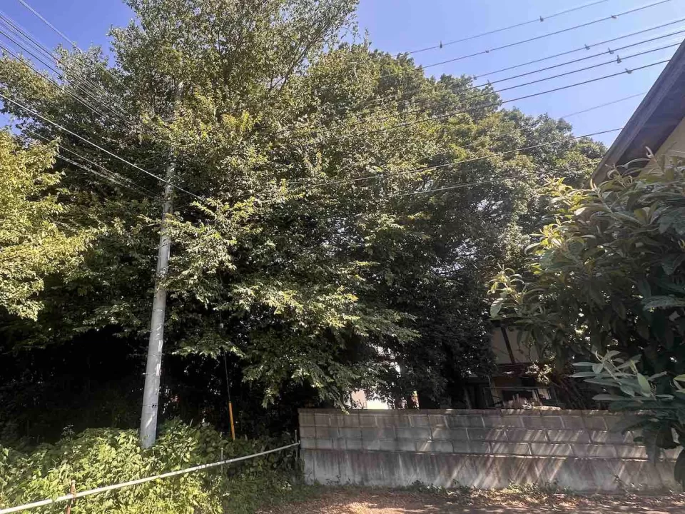 自然樹形を重視した大木の仕立て直し 2 IMG 58821