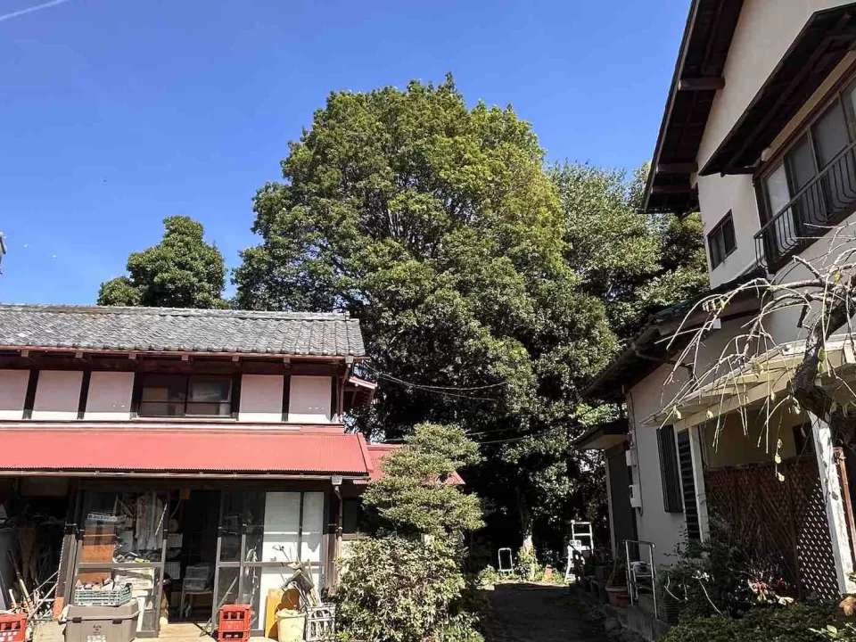 自然樹形を重視した大木の仕立て直し 1 IMG 58971