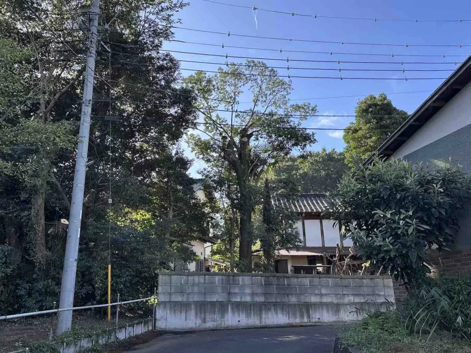 自然樹形を重視した大木の仕立て直し 5 IMG 59121